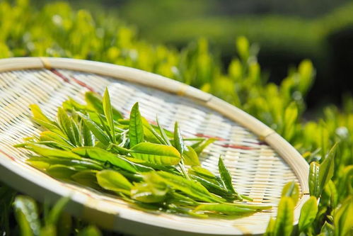 绿茶如何预防阿尔茨海默病 探寻茶香中的大脑守护者